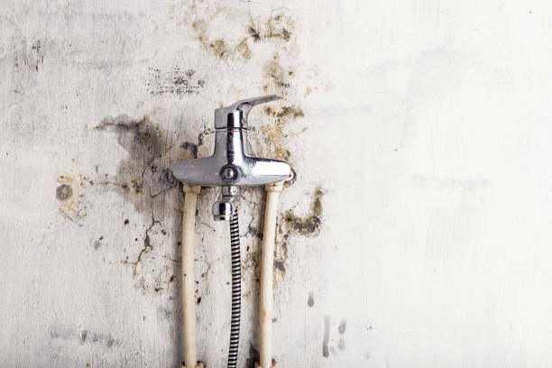 Best Mold Removal Company Near Me  in Ledbetter, KY