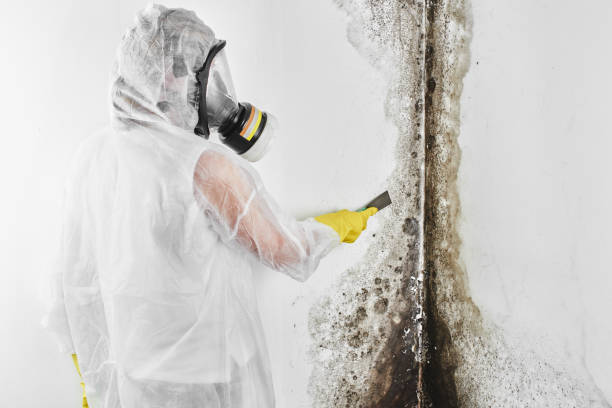 Best Same-Day Mold Removal  in Ledbetter, KY