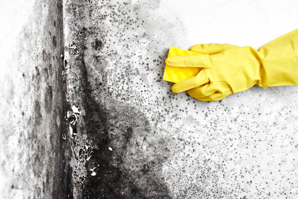 Best Mold Remediation Services  in Ledbetter, KY