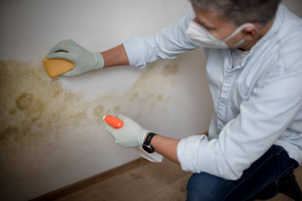Best Mold Cleaning Services  in Ledbetter, KY