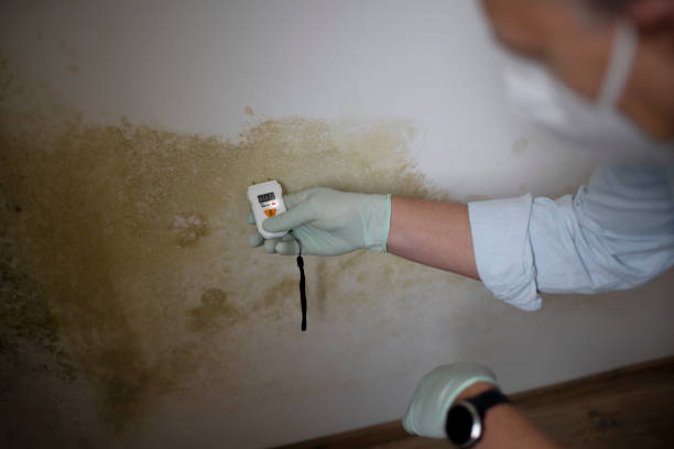 Best Emergency Mold Removal  in Ledbetter, KY