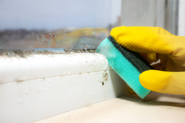 Home Mold Removal in Ledbetter, KY