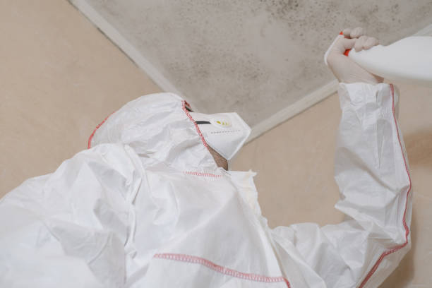 Best Emergency Mold Removal  in Ledbetter, KY