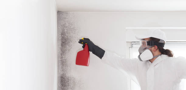 Best Commercial Mold Removal  in Ledbetter, KY
