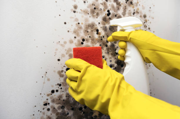 Best Fast Mold Removal  in Ledbetter, KY