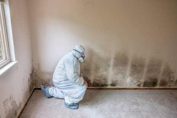 Best Affordable Mold Removal  in Ledbetter, KY