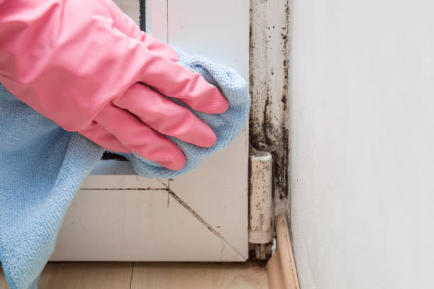 Best Office Mold Removal Services  in Ledbetter, KY