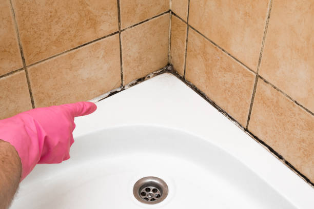 Best Mold Removal Company Near Me  in Ledbetter, KY